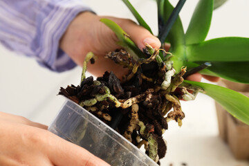 Woman replanting orchid at home, closeup