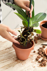 Woman replanting orchid at home