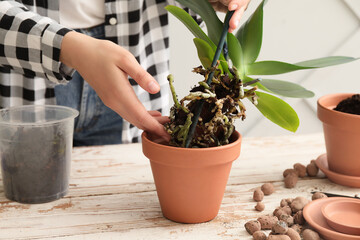 Woman replanting orchid at home