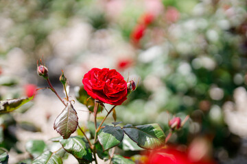 薔薇園に咲くドイツ原産の赤い薔薇「マリアンデール」