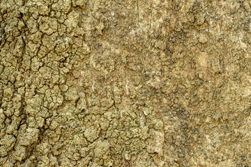 The outer shell of the tree,texture bark.Pattern of bark