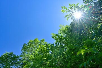 青空バックに光を浴びて輝く新緑の若葉