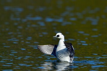 元気に羽ばたくミコアイサ オス