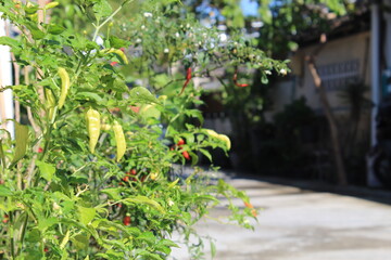 Red chili peppers on the tree in garden