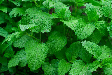 Closeup of Lemon balm (Melissa officinalis), medicinal plant, herb, medicinal herb