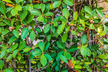 Beautiful background of closeup green leaves natural wall. Ideal for use in the design