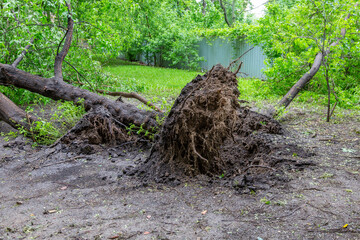 Fototapeta premium Green deciduous tree with roots fell after a hurricane on a city street