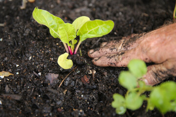 A mans dirty hand tending an organic silverbeet plant in a garden bed