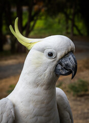 Birds Of Australia. Parrots forest Burrunjak - Сitron-crested cockatoo (Cacatua sulphurea citrinocristata) 
