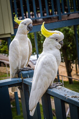 Birds Of Australia. Parrots forest Burrunjak - Сitron-crested cockatoo (Cacatua sulphurea...
