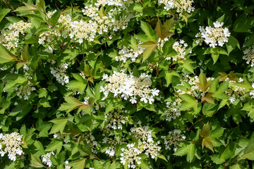 Close up view of lacy white flowers on a compact cranberry bush (viburnum trilobum) with colorful green foliage