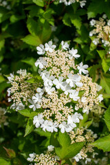 Close up view of lacy white flowers on a compact cranberry bush (viburnum trilobum) with colorful green foliage