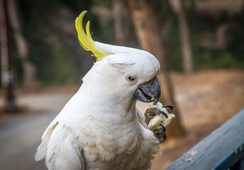 Birds Of Australia. Parrots forest Burrunjak - Сitron-crested cockatoo (Cacatua sulphurea...