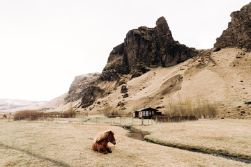 The Icelandic horse is a breed of horse grown in Iceland. A brown horse lies on the grass, against the background of a house at the foot of the mountain.