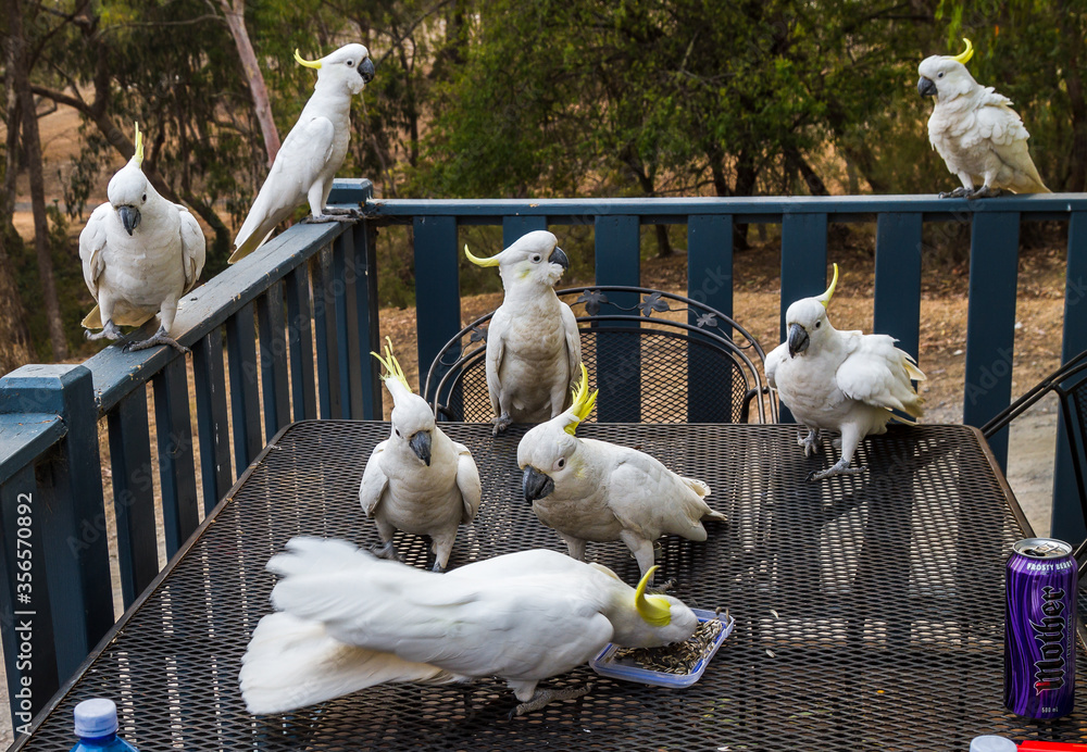 Wall mural birds of australia. parrots forest burrunjak - сitron-crested cockatoo (cacatua sulphurea citrinocri