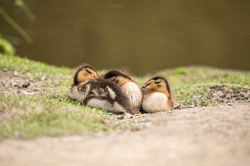 small group of cute ducklings cuddling together near the pond having a nap