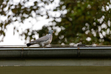 Pigeon on the house roof