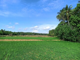 landscape with trees and sky