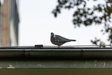 Pigeon on the house roof