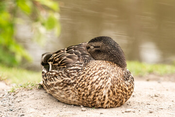 close up of a female brown duck taking a nap near the pond 