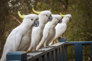 Birds Of Australia. Parrots forest Burrunjak - Сitron-crested cockatoo (Cacatua sulphurea...