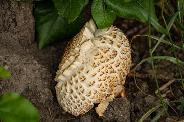 close up of big brown mushroom under the tree with cracked cap texture