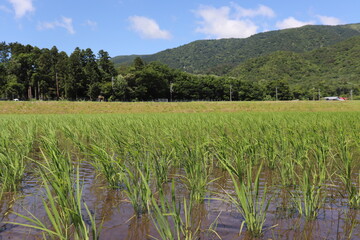 日本の田園風景初夏田植え直後時期