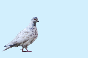 White with gray spotted dove isolated on a blue background, copy space. The concept of peace, naturalness