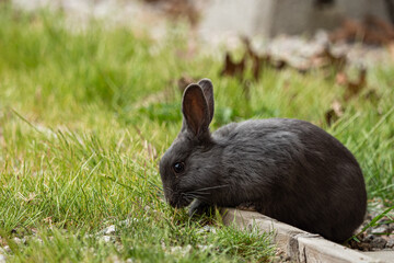 close up of a cute dark grey rabbit laying on top of a wooden bar on the grassy ground eating grasses