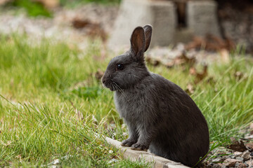 Naklejka na ściany i meble close up portrait of a cute dark grey rabbit sitting on top of a wooden bar on the grassy ground 