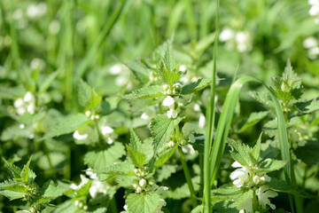 Blooming nettle with white flowers on a summer day lit by the sun. Alternative medicine. Herb in its natural environment