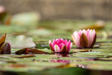 two beautiful pink water lilies blooming  in the pond inside the park