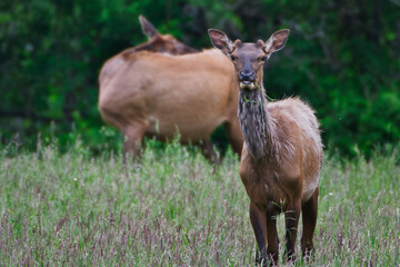 2020-06-04 A JUVENILE MALE ROOSEVELT ELK IN THE SNOQUALMIE VALLEY NEAR NORTH BEND WASHINGTON 4