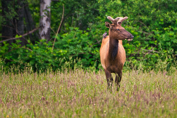 Naklejka na ściany i meble 2020-06-04 A LONE MALE ROOSEVELT ELK IN A FIELD WITH A BIRD ON HIS BACK IN THE SNOQUALIME VALLEY NEAR NORTH BEND WASHINGTON