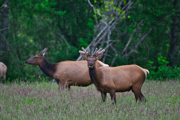 2020-06-04 A MALE ROOSEVELT ELK WATCHING GUARD IN FRONT OF A FEMALE IN THE SNOQUALMIE VALLEY NEAR NORTH BEND WASHINGTON 5