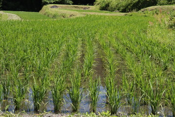 日本の田園風景初夏田植え直後時期