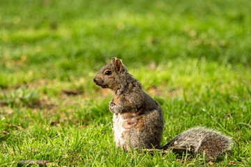 close up of a brown female squirrel standing on the green grass field with chest area covered with half shed fur