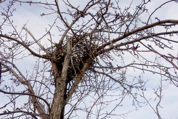 A bird's nest on a dry tree against the blue spring sky.