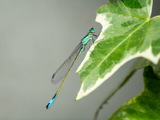 A blue tailed damselfly resting on a leaf