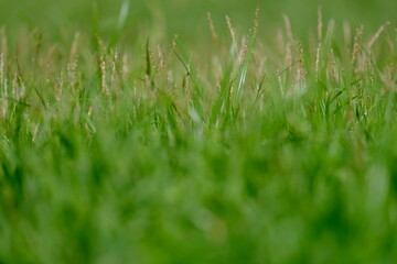 abstract image of green grass for background or wallpaper