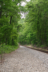 Obraz premium path in the woods