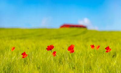 Mohnblumen in Getreidefeld