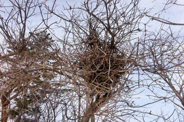 A bird's nest on a dry tree against the blue spring sky.