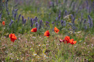 Klatschmohn (Papaver rhoeas)