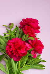 Beautiful magenta peonies on pink background with copy space for your text. Flat lay composition.