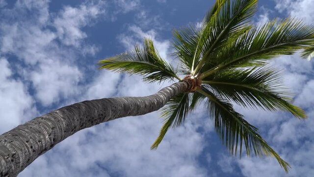 Summer beach background palm trees against blue sky panorama, tropical Caribbean travel destination.