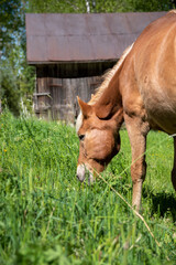 Horse grazing on green grass field