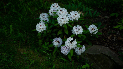 
Flowers in the botanical garden in Radzionków, free space for entry.