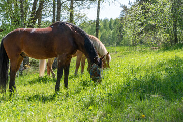 Horse grazing on green grass field