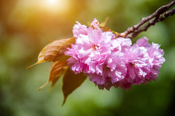 Japanese cherry blossoms on a green natural background